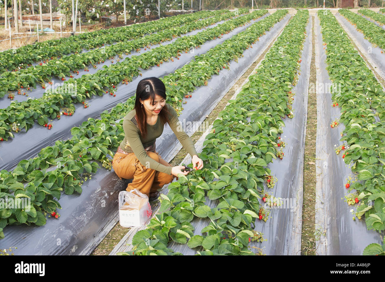 Chinese Woman Picking Strawberries Stock Photo Alamy