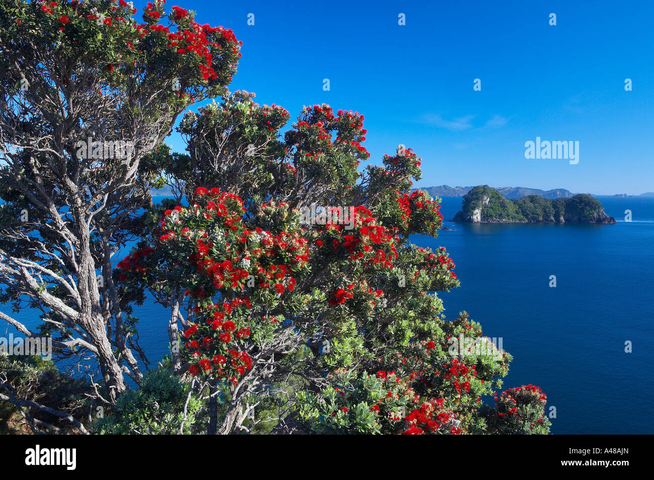 a pohutukawa tree in full bloom near Hahei Coromandel Peninsula North Island New Zealand MR Stock Photo