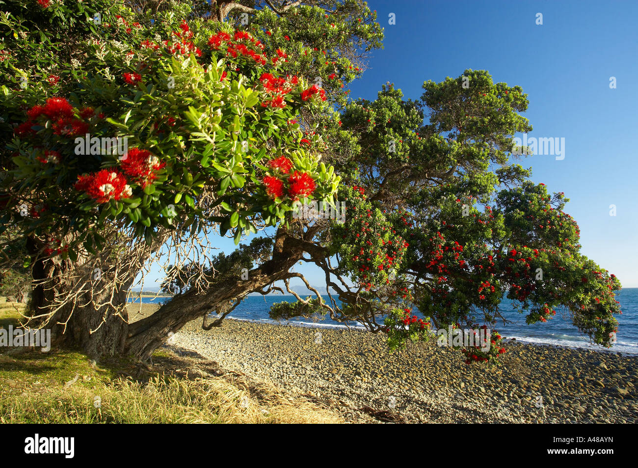 pohutukawa trees on the shore of the Coromandel Peninsula North Island New Zealand NR Stock Photo