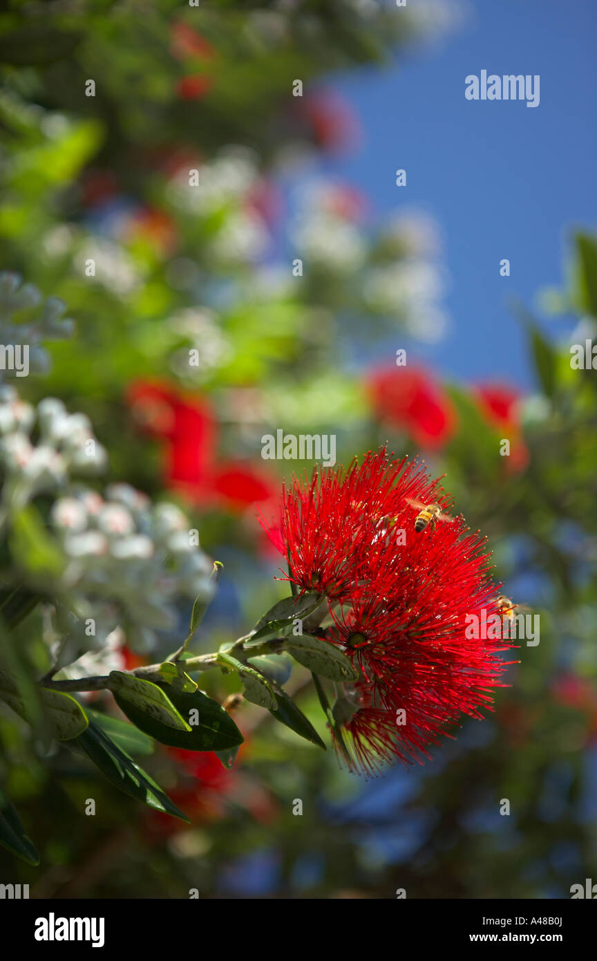 Insects buzzing around hi-res stock photography and images - Alamy