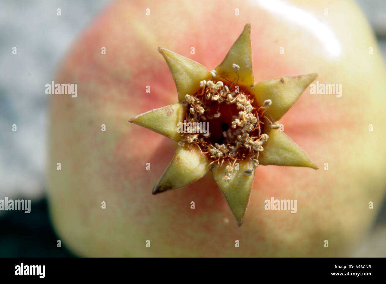 The detail of the crown of a whole pomegranate fruit Stock Photo