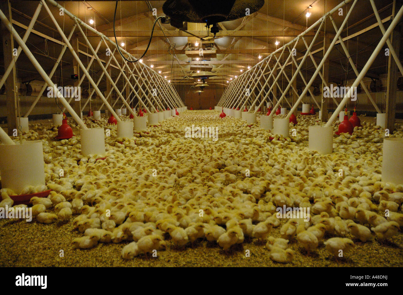 Organic poultry farm vseralaunch