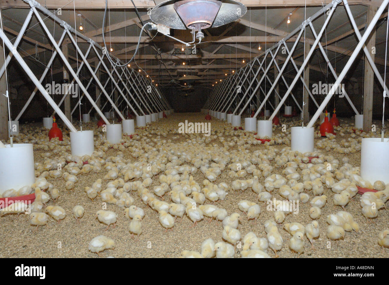 Four day old chicks Organic Poultry Farm UK Europe Stock Photo Alamy