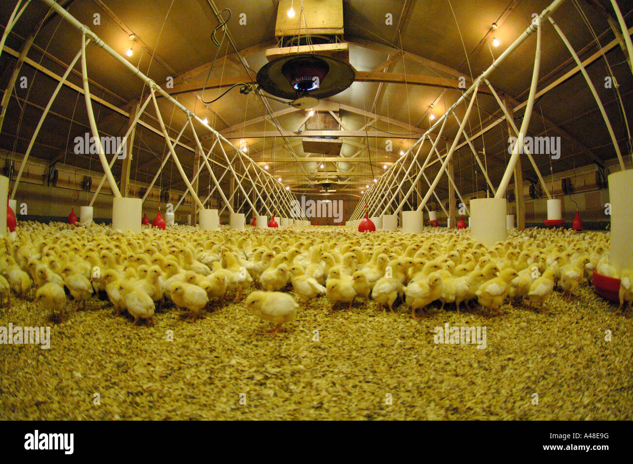 organic poultry farm organic poultry farm