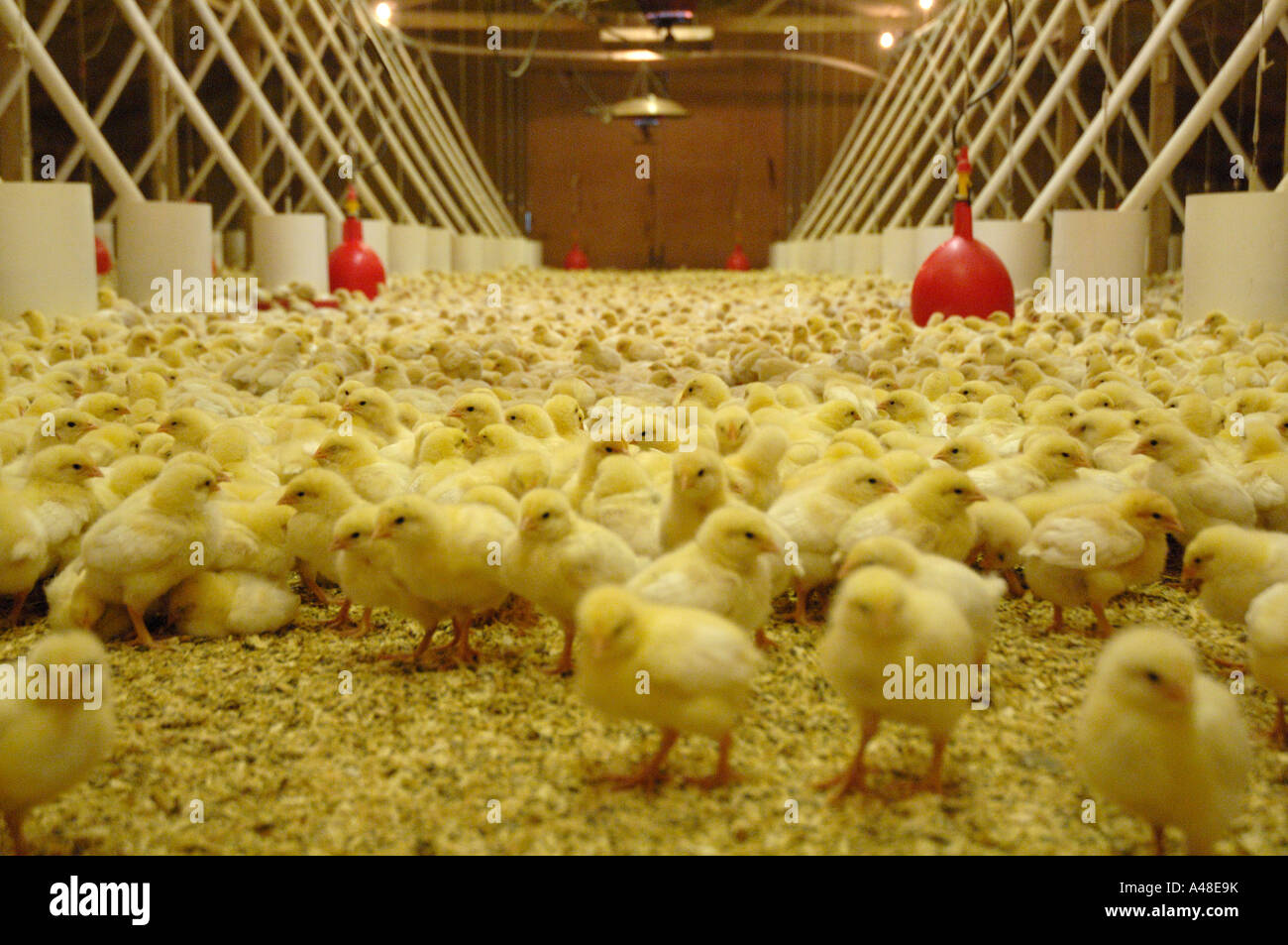Organic poultry farm near me onthewebdarelo Organic poultry farm near me onthewebdarelo