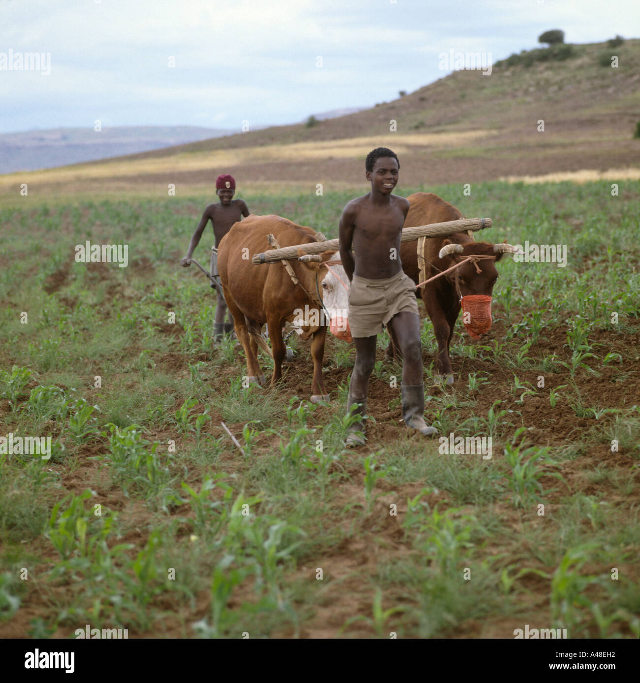 Children ploughing with cattle Stock Photo Alamy