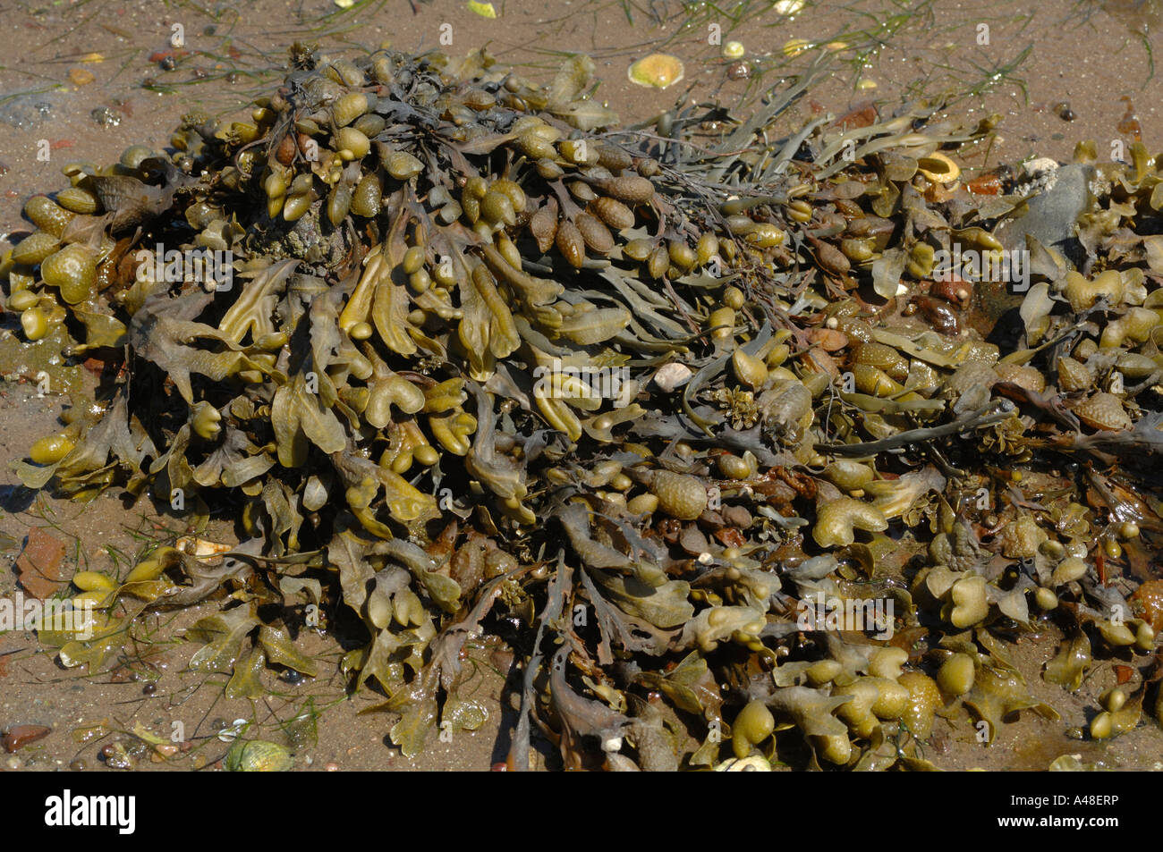 Bladder Wrack Fucus vesiculosus Angle Bay Milford Haven Pembrokeshire Wales UK Europe Stock Photo
