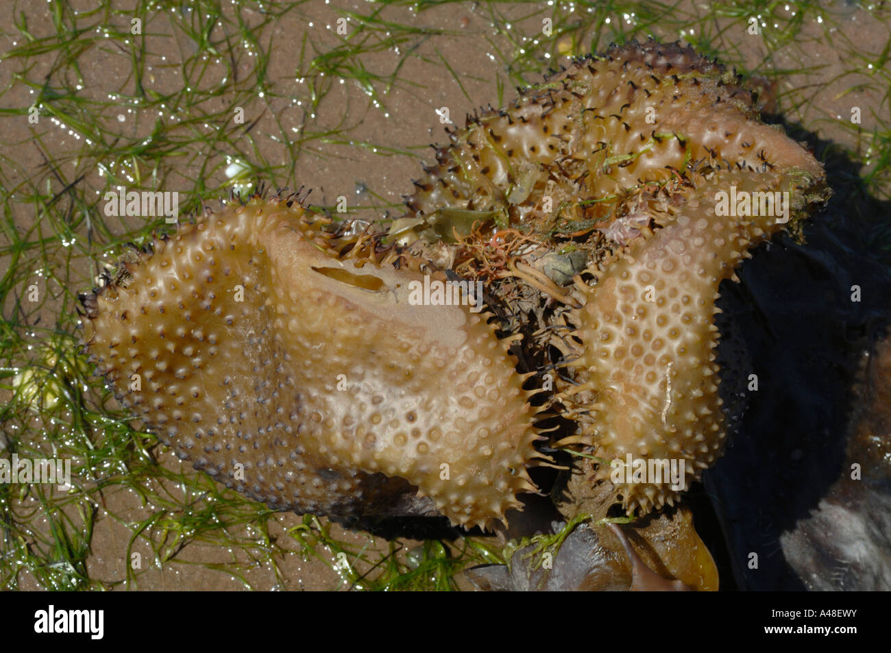 Kelp holdfast Laminaria digitata Angle Bay Milford Haven Pembrokeshire Wales UK Europe Stock Photo