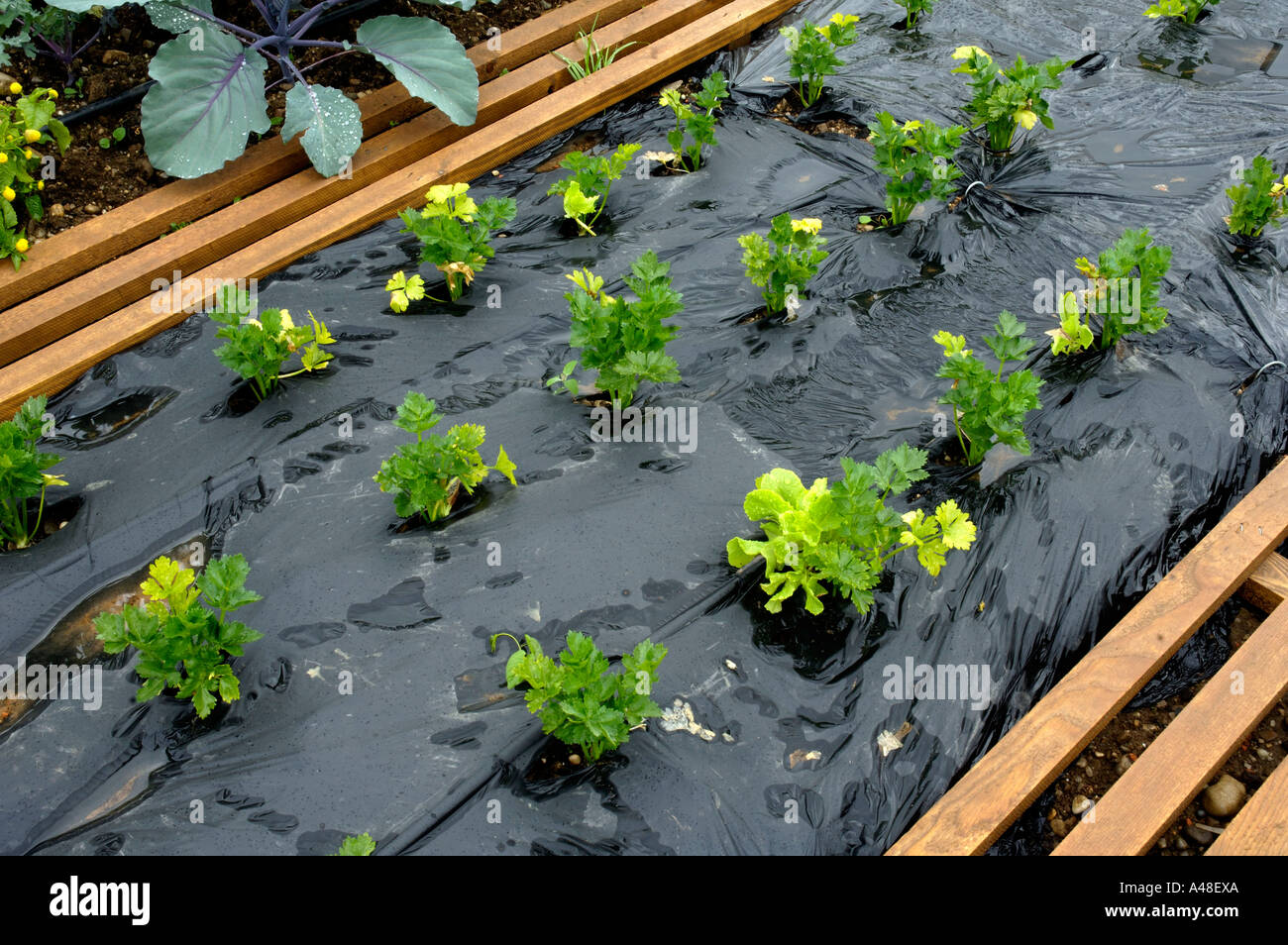 Bed of vegetables Stock Photo Alamy