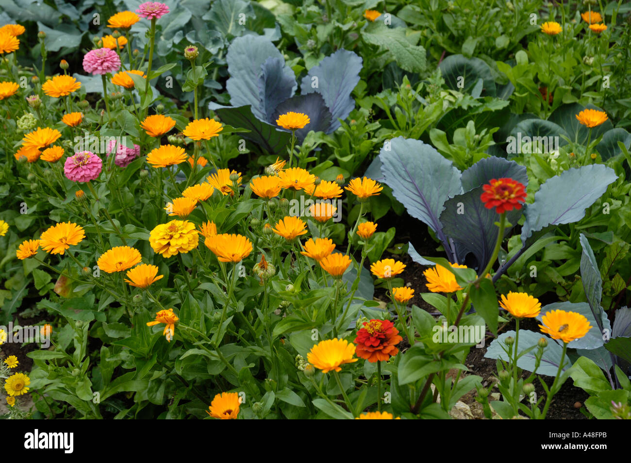 Bed of vegetables Stock Photo Alamy