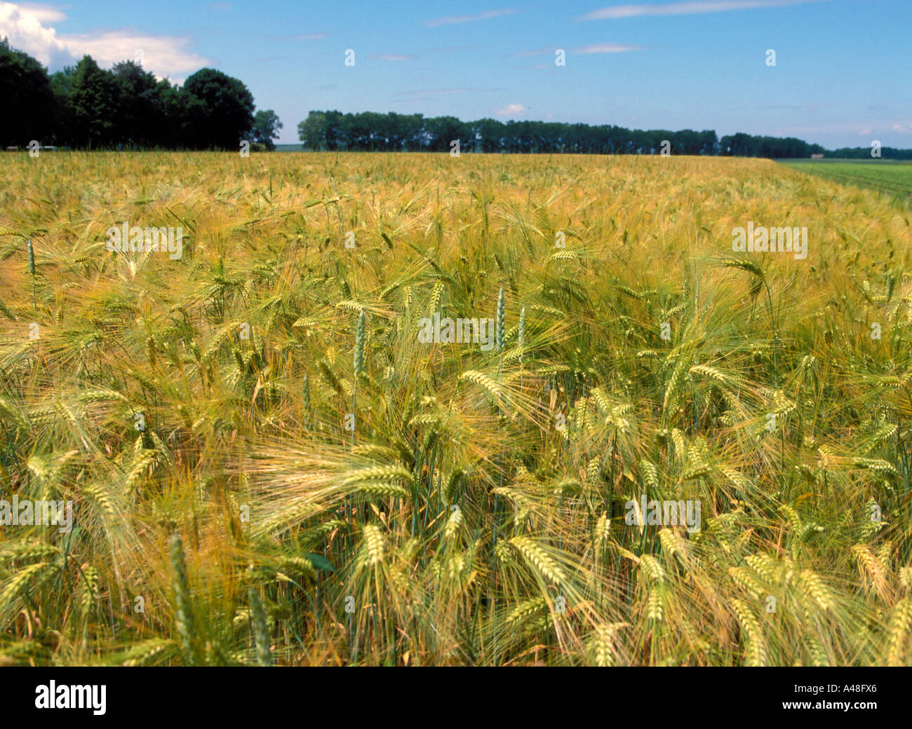 Wheat grows Stock Photo