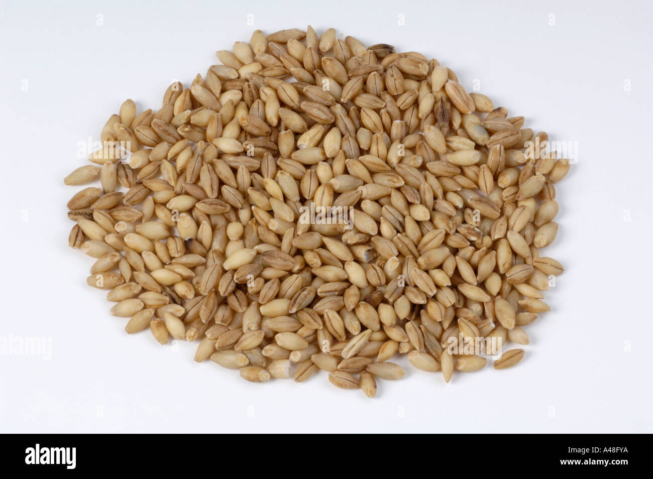 Barley Stock Photo - Alamy