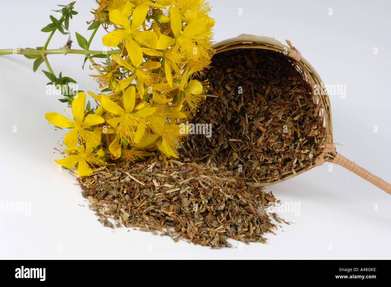 Perforate St. John's Wort Stock Photo - Alamy
