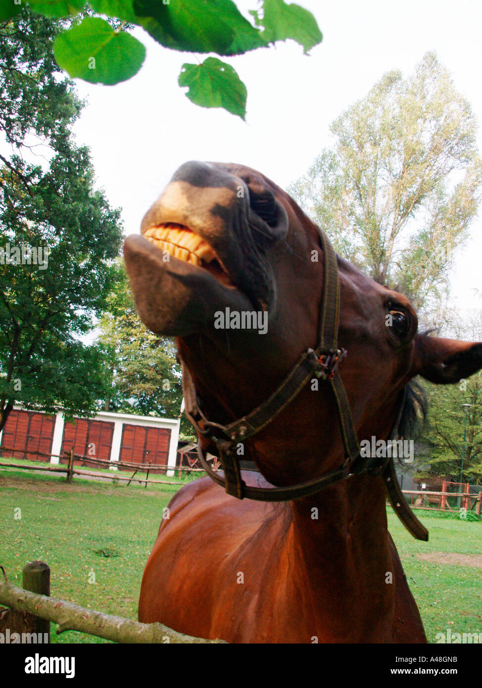 Horse eating leaves Stock Photo Alamy