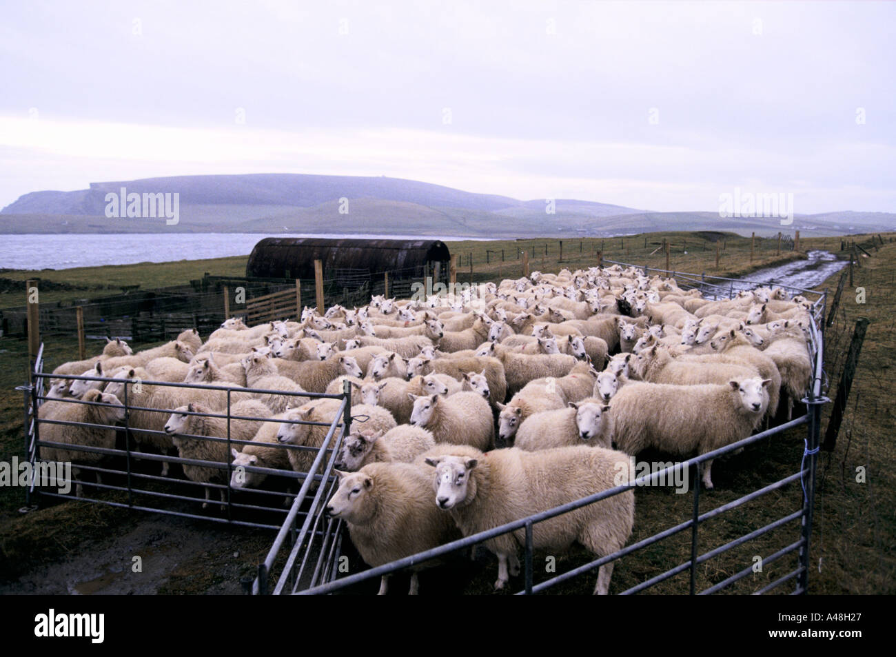 a herd of sheep in a pen Shetland Isles Stock Photo