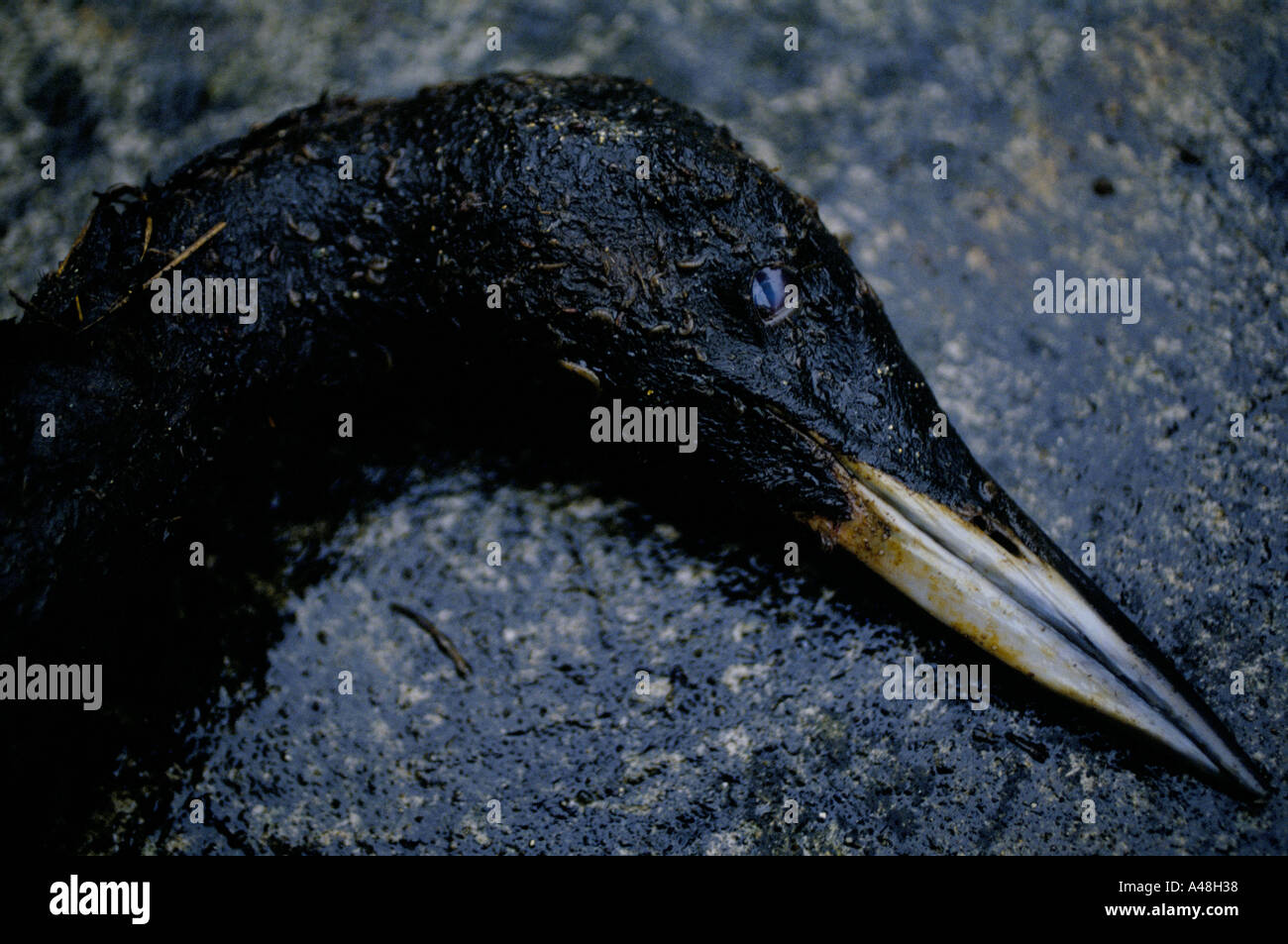 shetland jan 1993 braer oil tanker disaster 1993 Stock Photo - Alamy