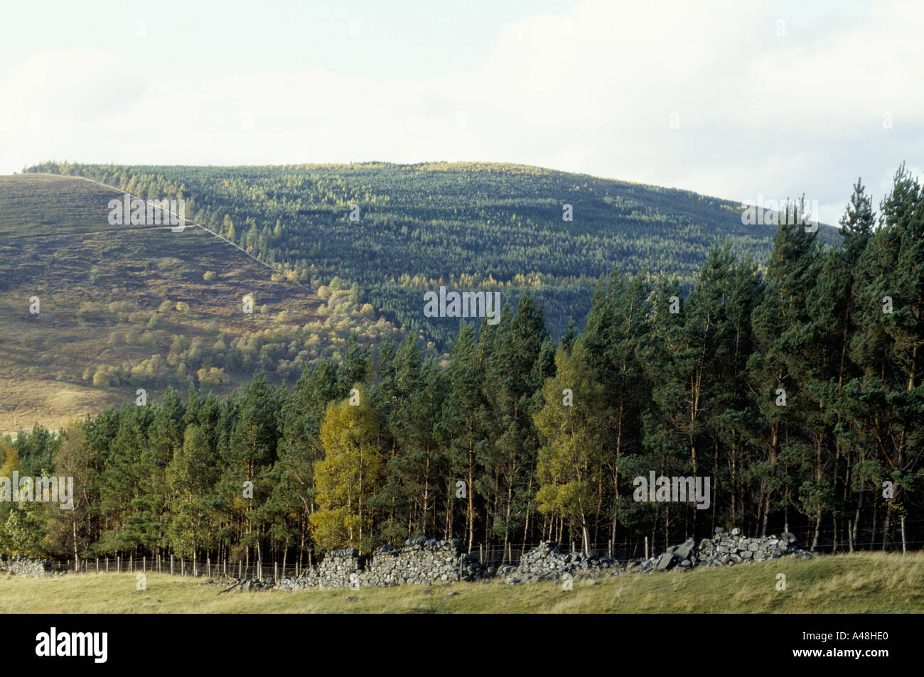 Scottish highland trees hires stock photography and images Alamy