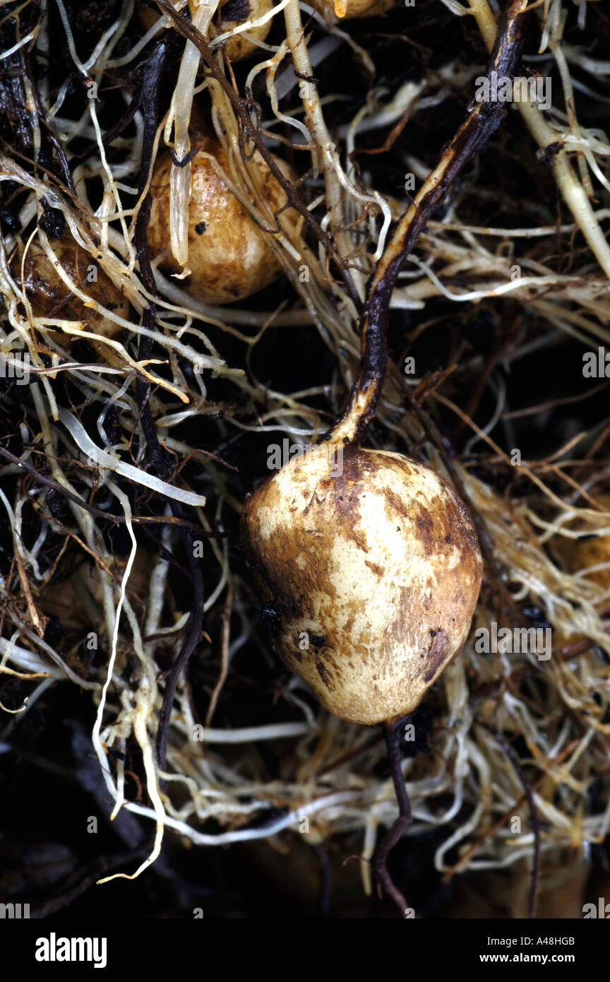 Black Caraway / Great Pignut Stock Photo