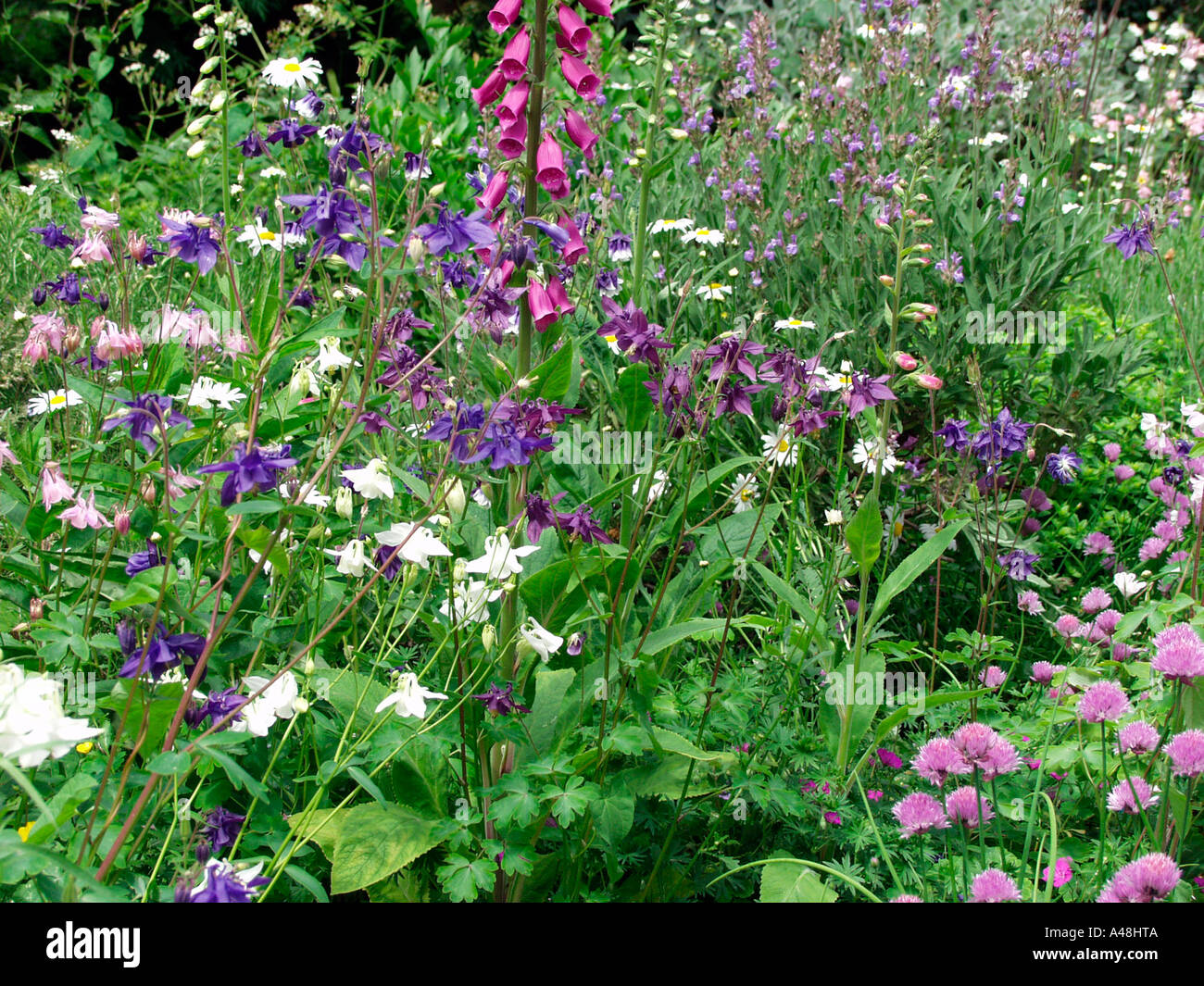 Summer wild flowers hi-res stock photography and images - Alamy