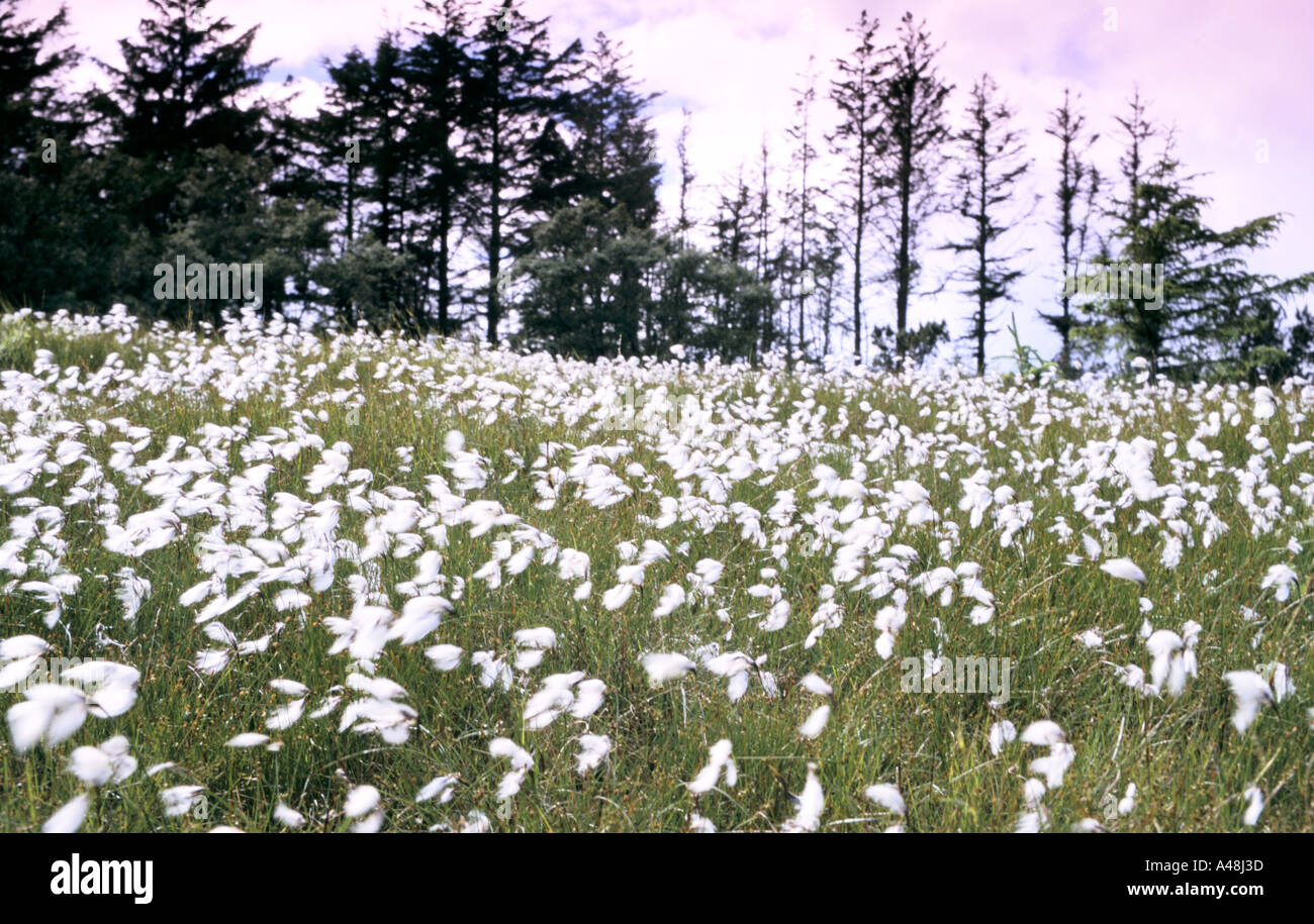 isle of eigg scotland bog cotton which flourishes when the pastures are not grazed by sheep 1997 Stock Photo