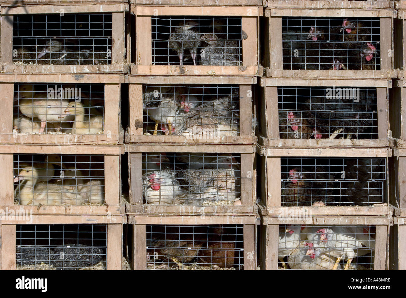 Poultry in cages / Geflügel in Kaefigen Stock Photo