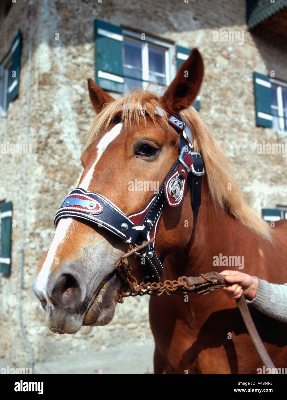 Draught Horse / Draft Horse Stock Photo