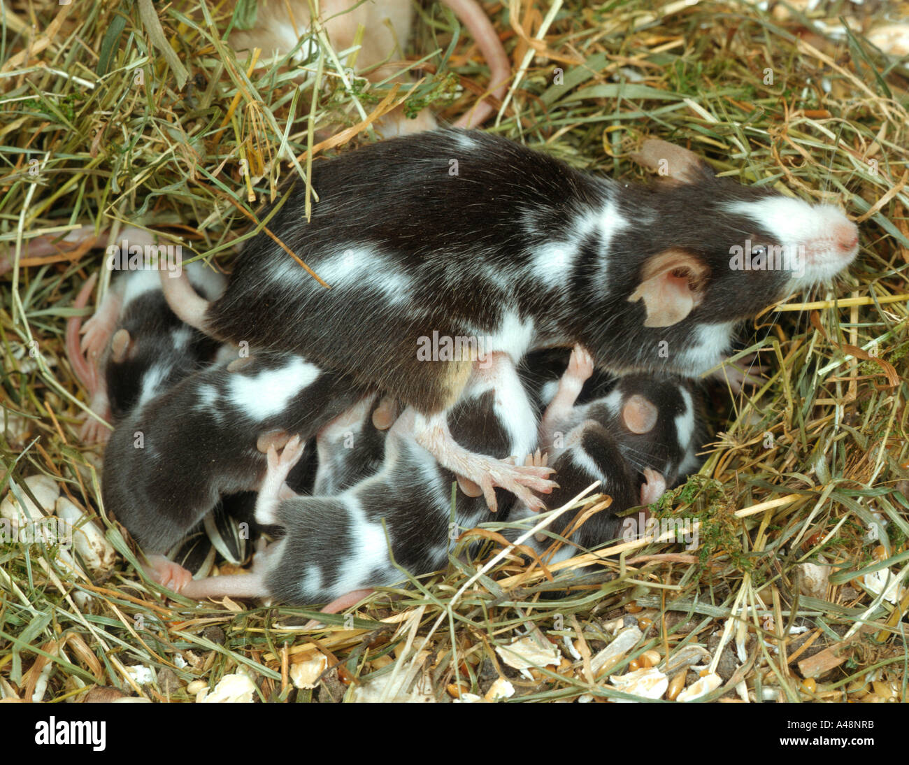Piebald mouse hires stock photography and images Alamy