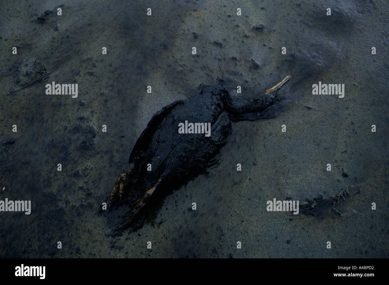 dead bird covered in oil after the braer oil tanker sank off shetland isles 1993 Stock Photo