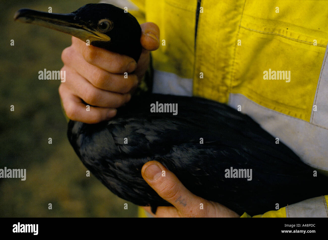 shetland oil spill in scotland 1993 Stock Photo Alamy