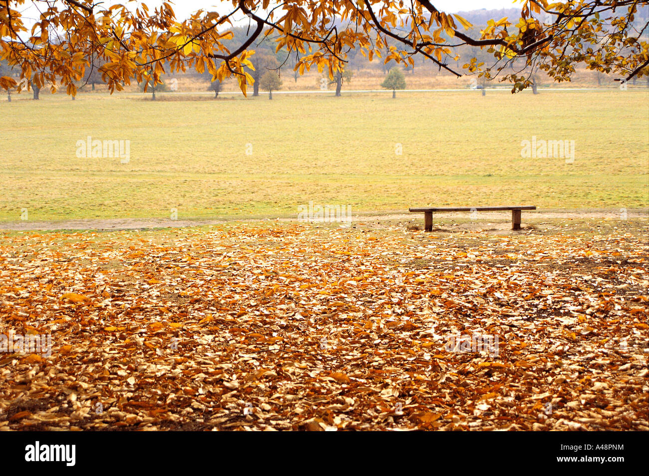 Empty bench in the park Stock Photo - Alamy