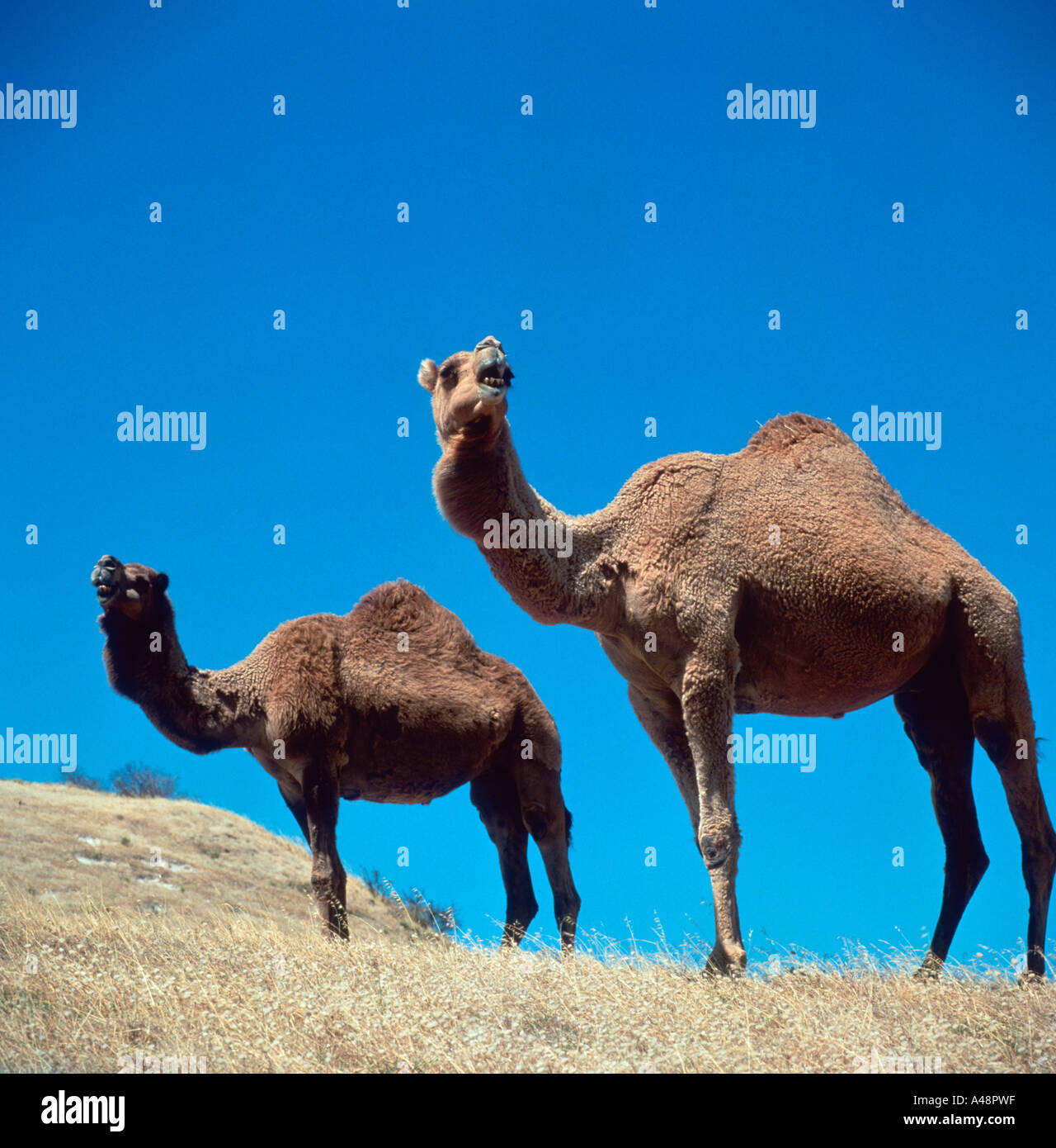 Dromader Two humped dromedary hi-res stock photography and images - Alamy