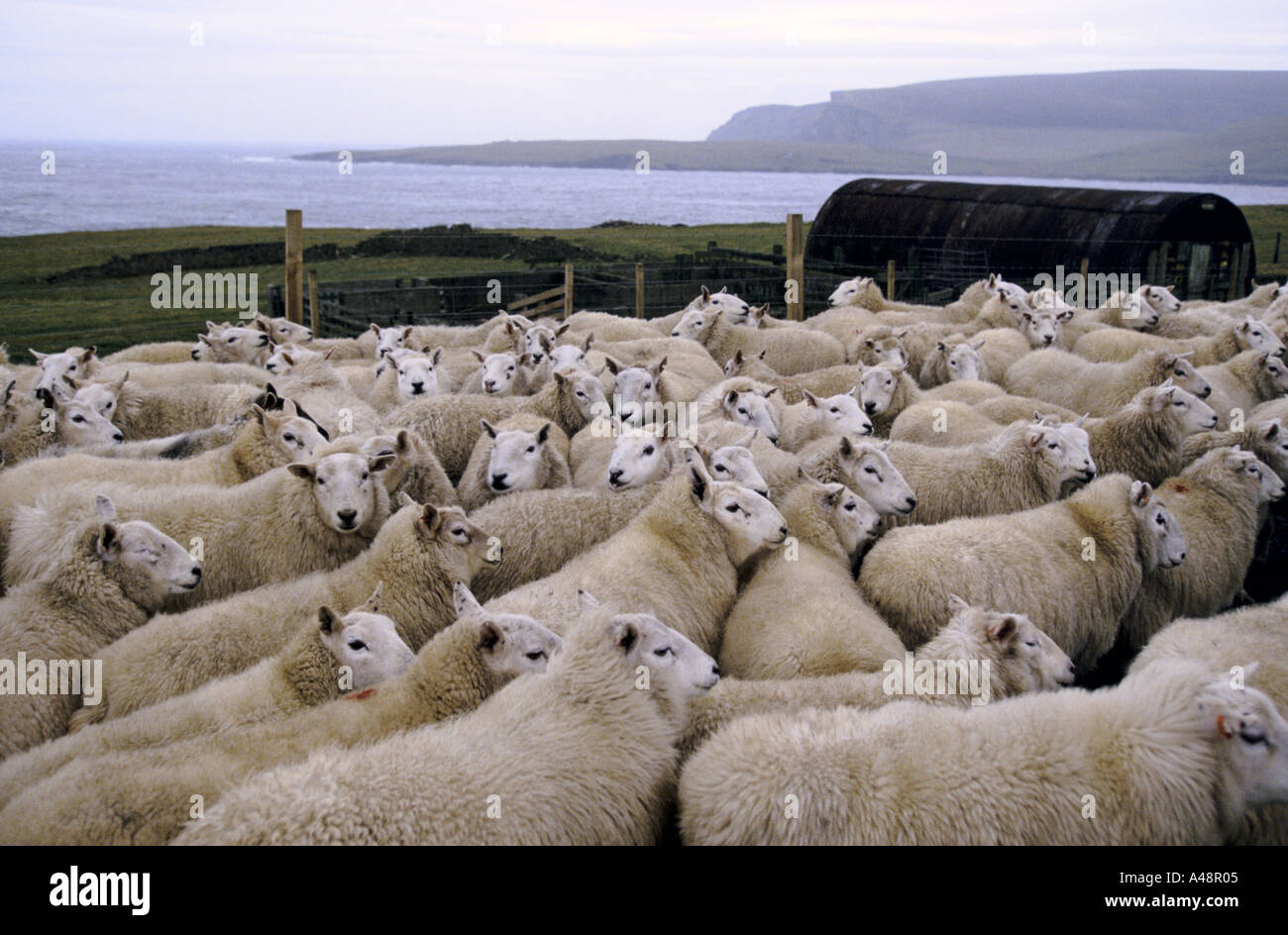 A flock of sheep in a pen waiting to be sheared .Shetland Islands near Lerwick . Stock Photo