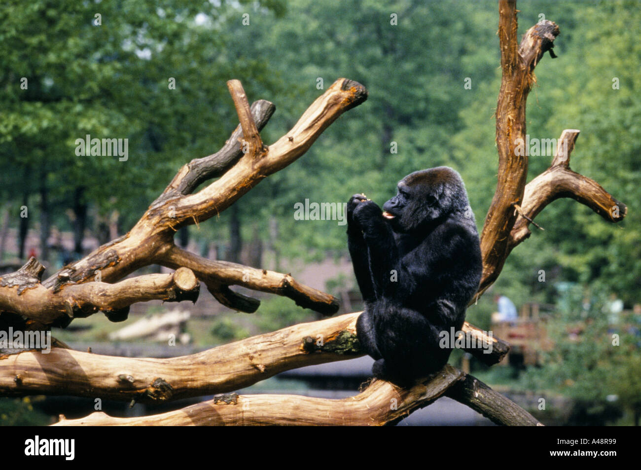 a gorilla examines berries sitting on a tree in apenheul zoo holland  where 35 species of ape monkey and lemur roam free Stock Photo
