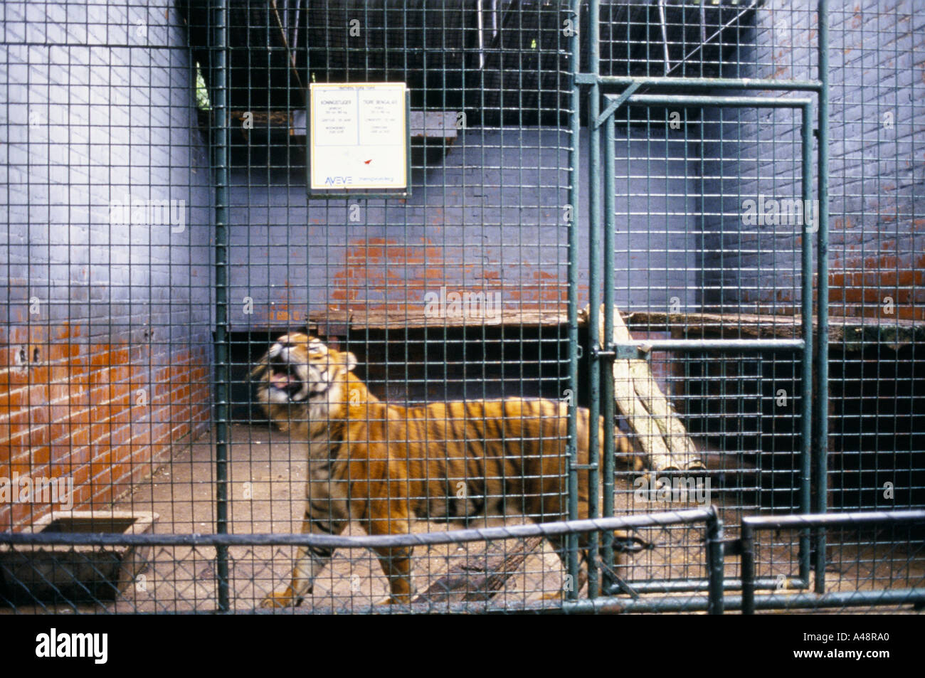 howling tiger in a