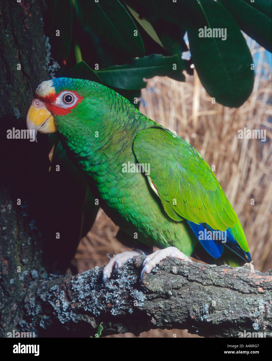 Whitefronted Amazon Stock Photo Alamy
