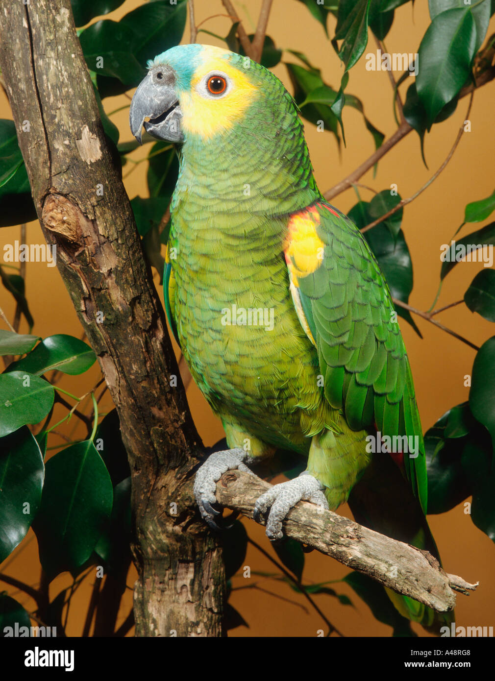 Blue-fronted Amazon / Turquoise Parrot Stock Photo - Alamy