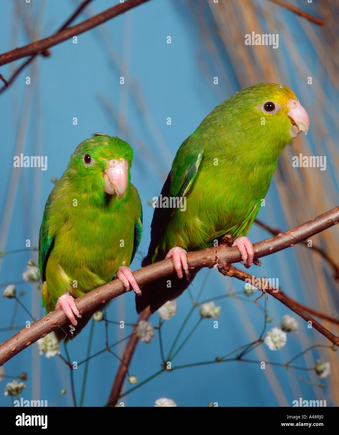 Green-rumped Parrotlet Stock Photo