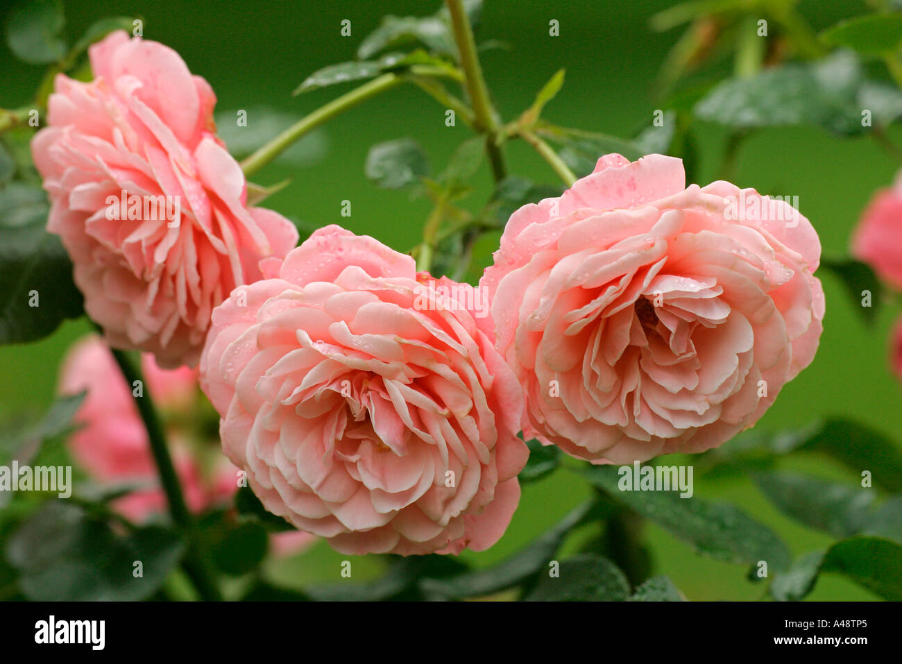 Pink rose rosa spec hi-res stock photography and images - Alamy