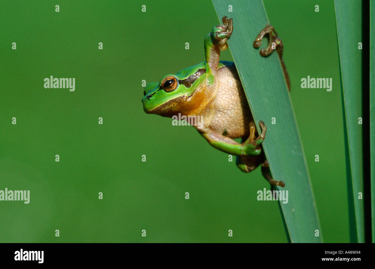 Tree Frog / Tree Toad Stock Photo - Alamy