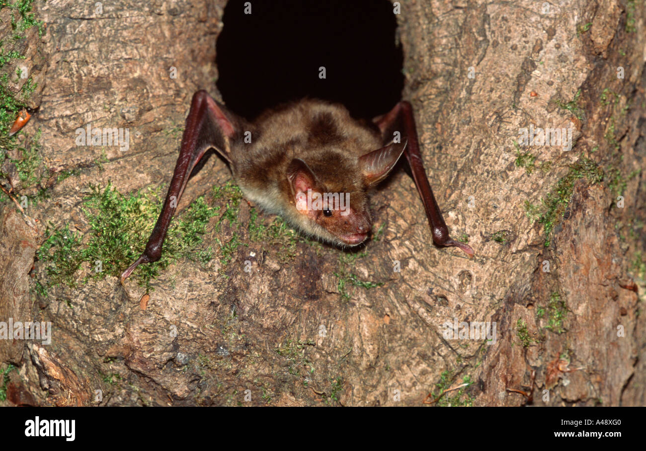 Greater Mouseeared Bat Stock Photo Alamy