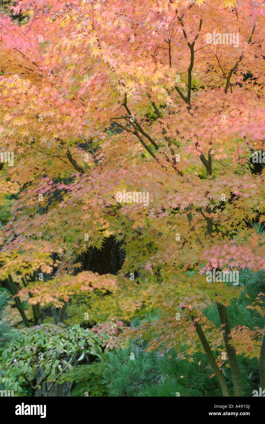 Intense golden red fall foliage on a maple tree Stock Photo - Alamy