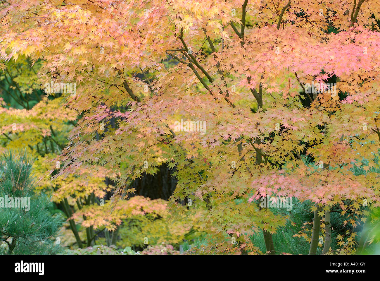Intense golden red fall foliage on a maple tree Stock Photo - Alamy