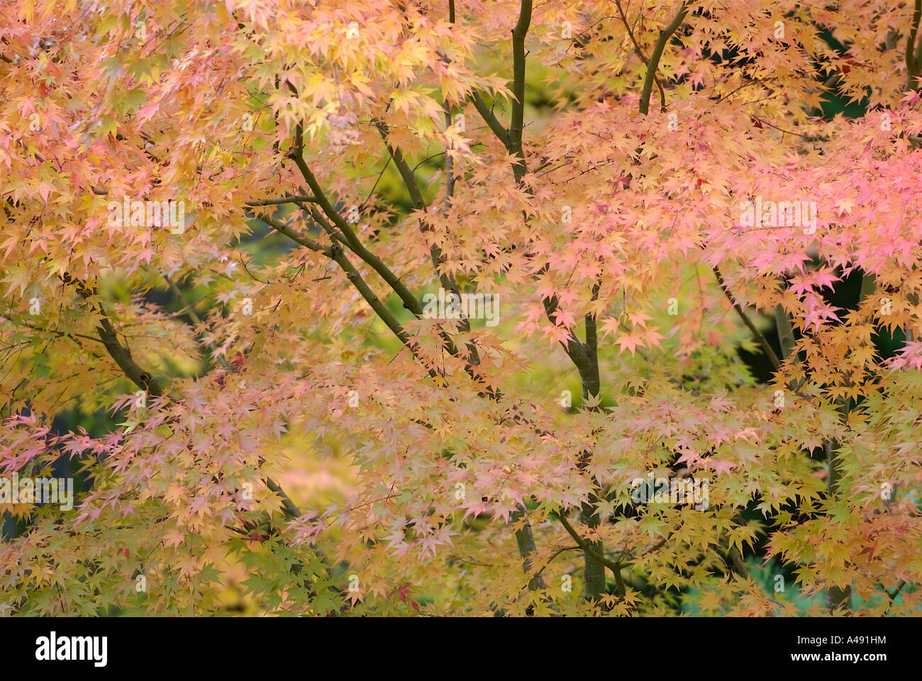 Intense golden red fall foliage on a maple tree Stock Photo - Alamy