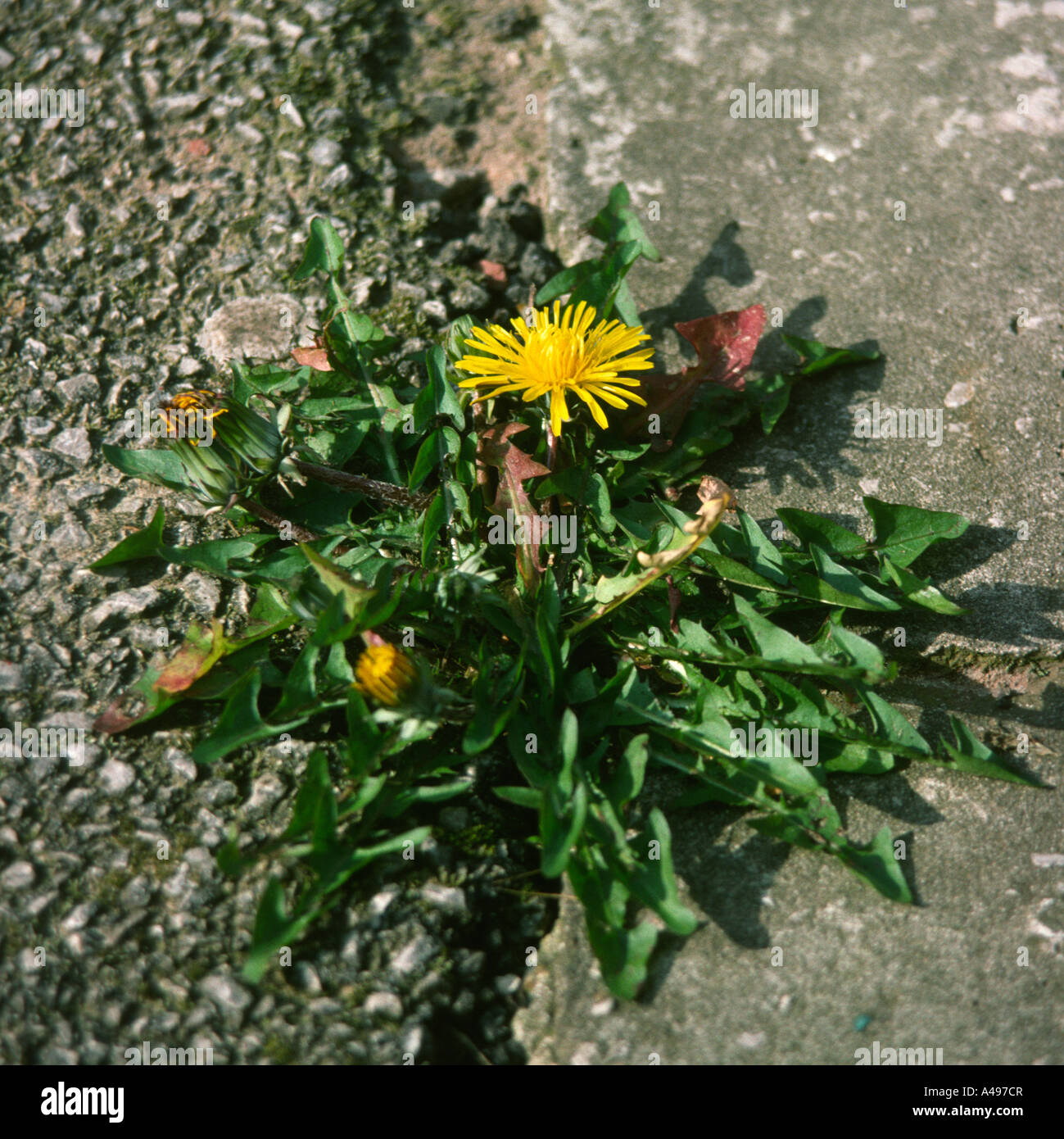 Gardening Weeds Dandelion growing through crack in path Stock Photo