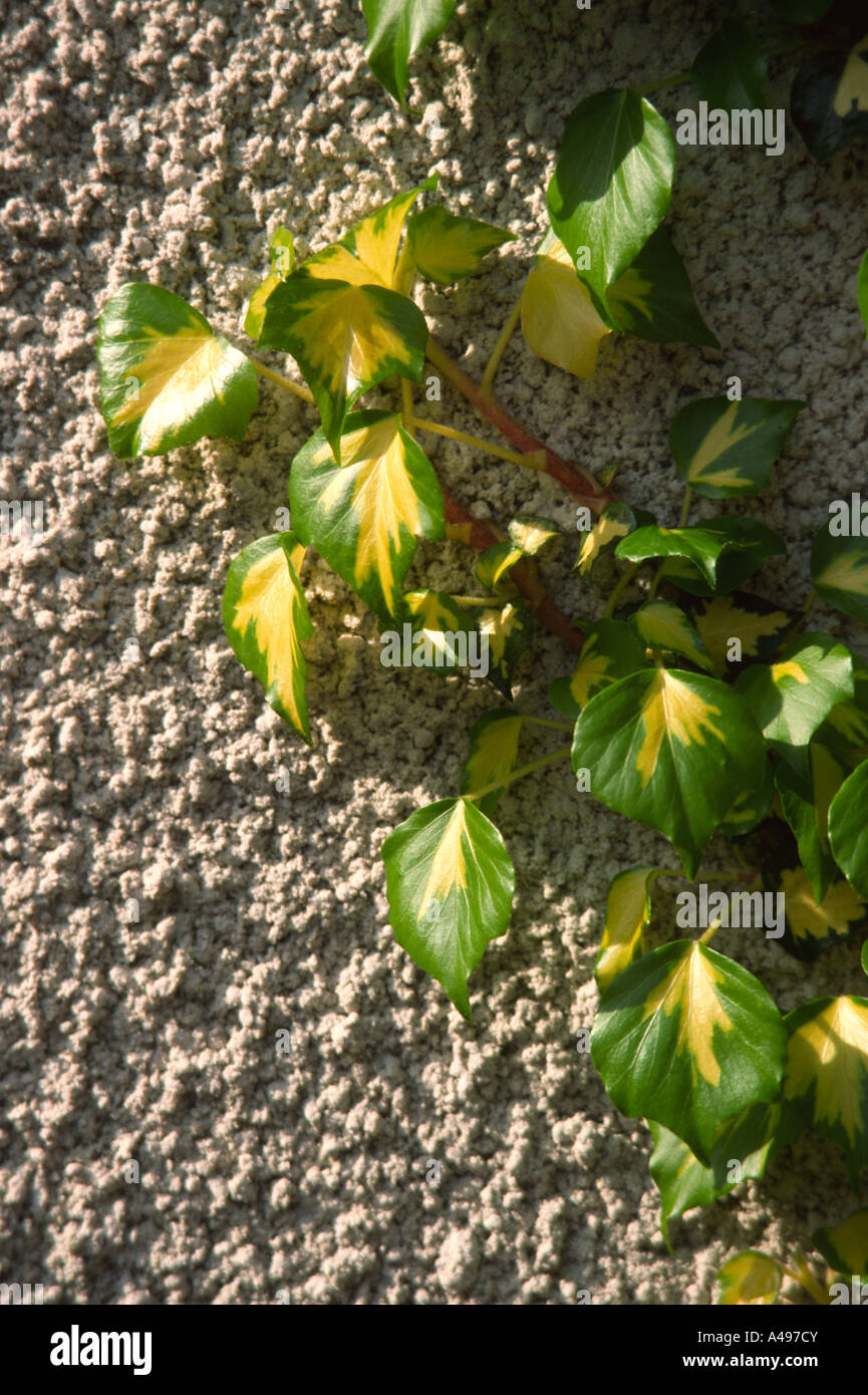 Gardening Variegated Goldheart ivy Hedera helix growing on rendered wall Stock Photo