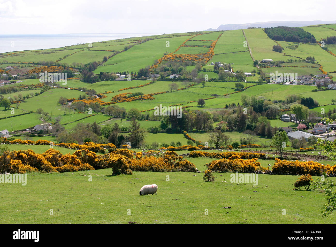 Sheep glens of antrim hires stock photography and images Alamy