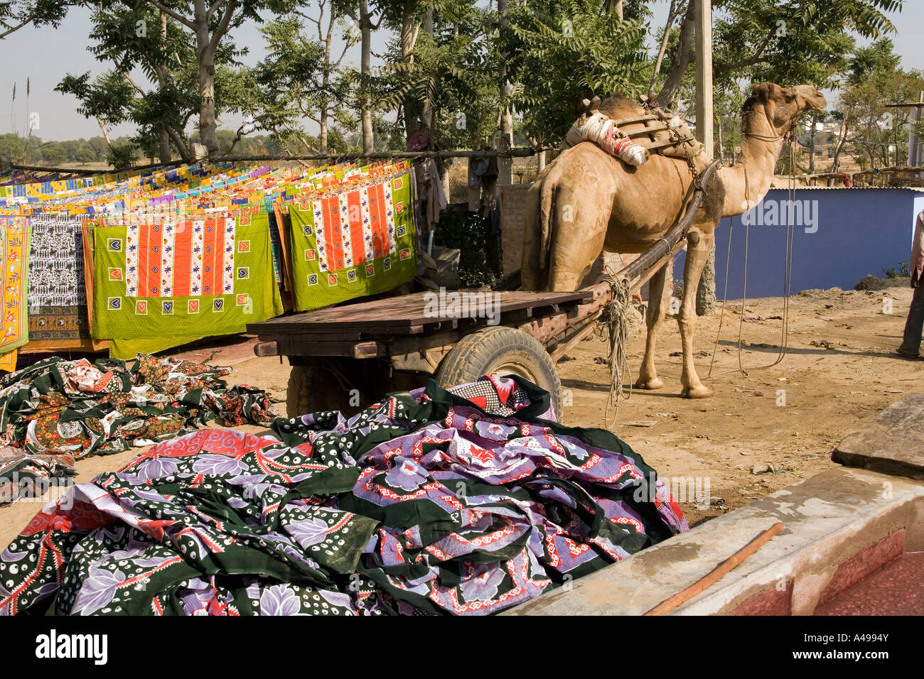 India Rajasthan crafts Sanganer textiles camel cart amongst fabric drying in the sun Stock Photo