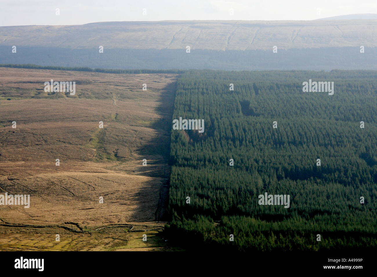 Conifer plantation, Cam Fell, Yorkshire Dales Stock Photo