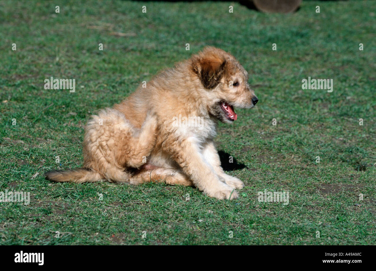 Old German Shepherd / Sheeppoodle Stock Photo