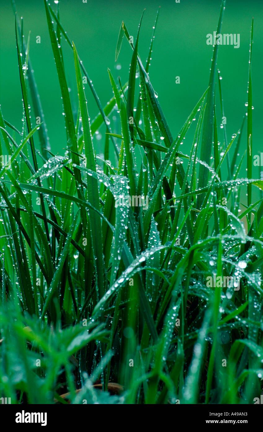 Wet Grass / Nasses Gras Stock Photo